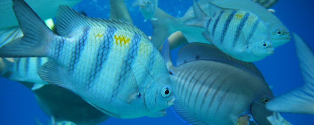 Diving in Cozumel, Mexico