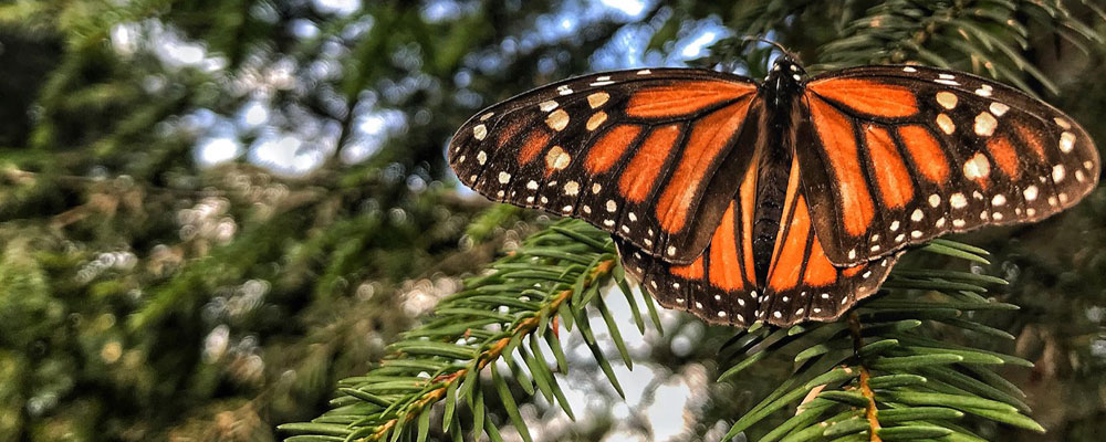 Monarch Butterflies In Mexico