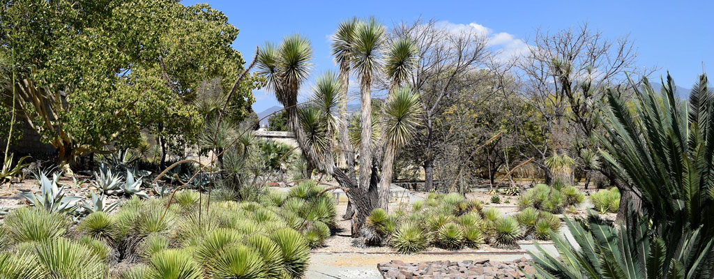 Jardín Etnobotánico de Oaxaca