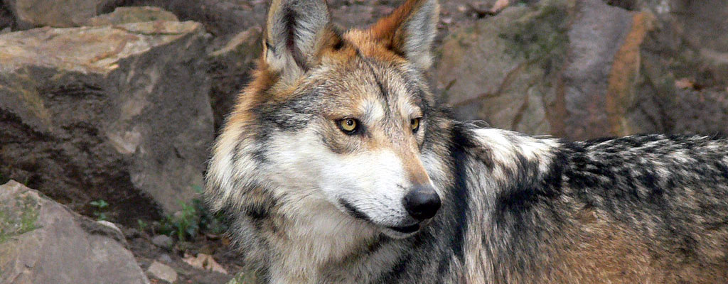 Mexican Wolf