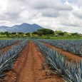Agave plantation in Tequila, Jalisco