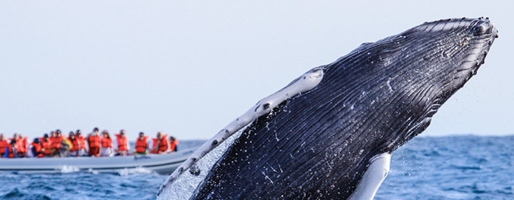 Whales in Mexico