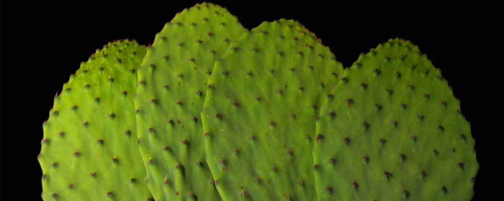 Nopal