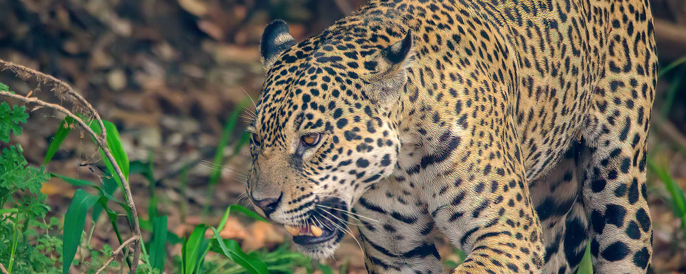 Jaguar Sanctuary in Reino Animal offers visitors to the State of Mexico an unforgettable experience with these animals