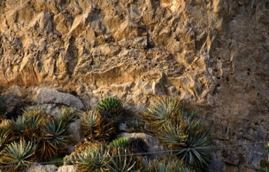 Cañón de Fernández State Park, Durango's Desert Garden
